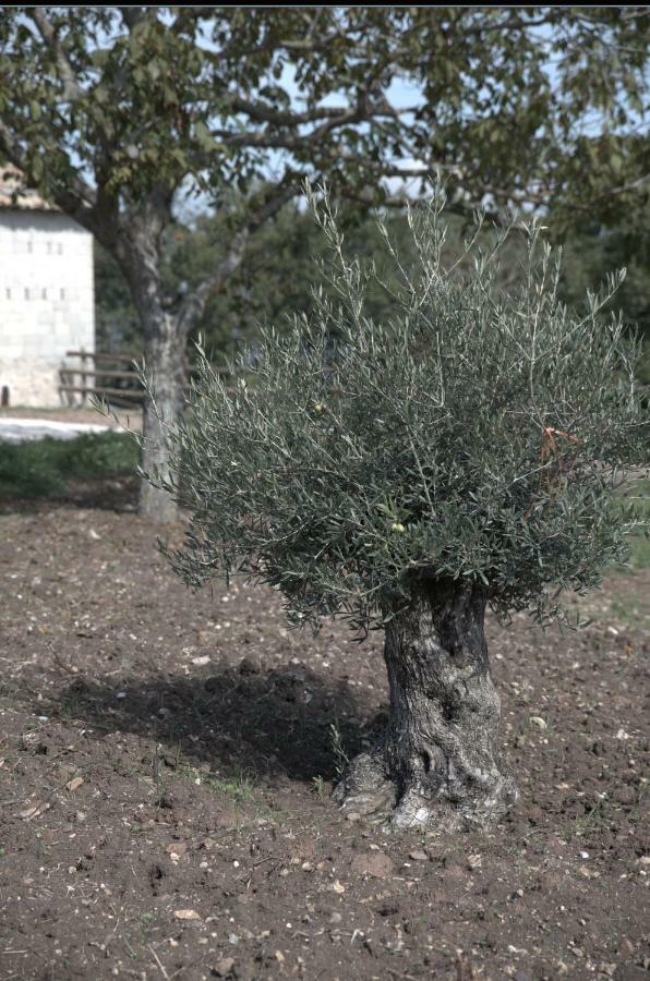Agriturismo Il Parco Nusco المظهر الخارجي الصورة